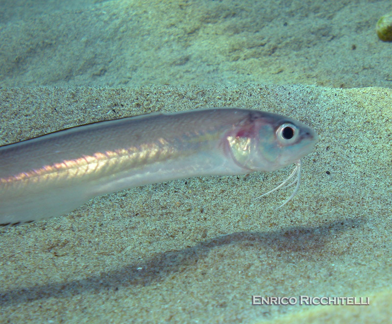 Ophidion barbatum (Linnaeus, 1758) / Galletto